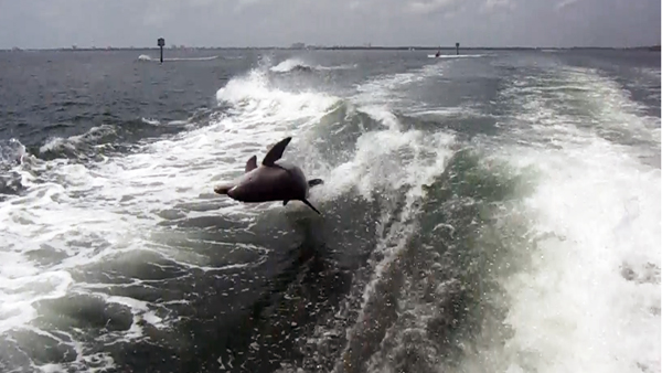 dolphins surfing the wake